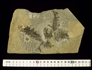 Polypodiophyta Prints: Onoclea hebridica, fossil fern