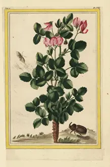 Feuilles Prints: Ononis rotundifolia, round-leaved restharrow
