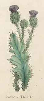 Onopordum Acanthium
