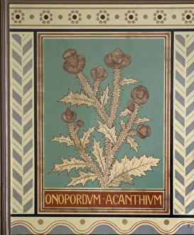 Malvales Collection: Onopordum acanthium, cotton thistle