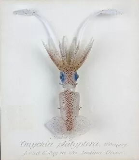 1822 1895 Collection: Onychia platyptera, squid