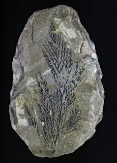 Polypodiophyta Prints: Onychiopis mantelli, fossil fern