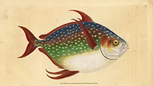 Opah or king fish, Lampris guttatus