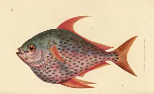 Moonfish Prints: Opah, Lampris guttatus