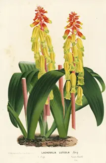 Opal Prints: Opal flower, Lachenalia aloides var. aloides