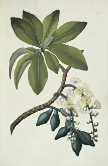 Gentianales Prints: Opercularia aspera, common stink weed