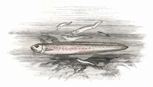 Blenny Prints: Ophidion barbatum, or Snake Blenny