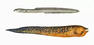 Mottled Collection: Ophidium Eel and Muraena
