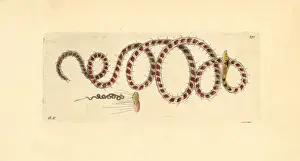Ophidonais serpentina worm