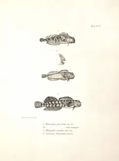 Blenny Prints: Ophioblennius atlanticus