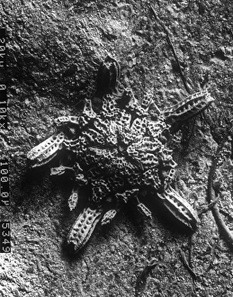 Micrograph Gallery: Ophioctenella sp. brittle star
