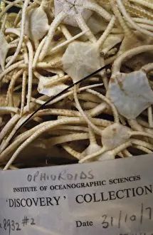 Echinodermata Prints: Ophiroid brittle stars