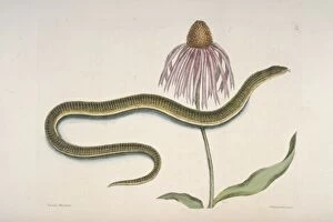 Mark Catesby Collection: Ophisaurus sp. glass snake & Chrysanthemum americanum