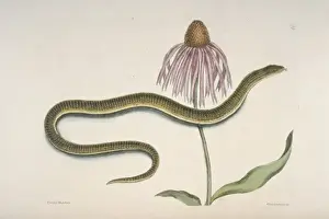 Caribbean Prints: Ophisaurus sp. glass snake & Chrysanthemum americanum