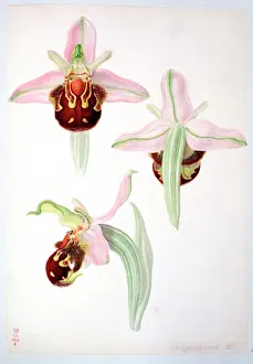 Ophrys apifera, bee orchid