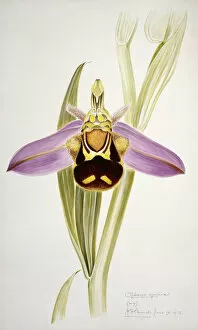 Monocot Collection: Ophrys apifera, bee orchid