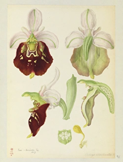 Orchids Gallery: Ophrys holosericea, Late Spider Orchid flowers