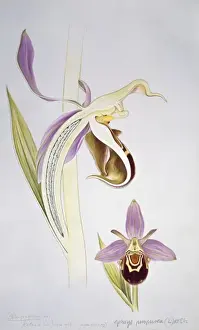 Orchidaceae Prints: Ophrys purpurea, orchid