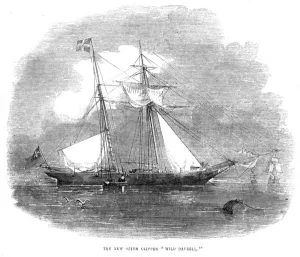 Opium Prints: The opium clipper Wild Dayrell