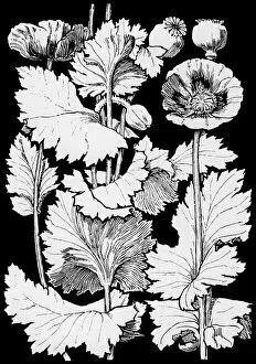 Midgley Collection: Opium Poppy