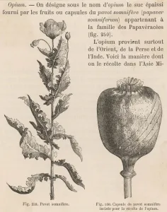 Drug Prints: The Opium Poppy