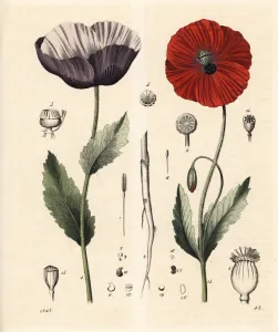 Poppy Prints: Opium poppy and corn poppy