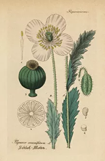 Opium Collection: Opium poppy, Papaver somniferum