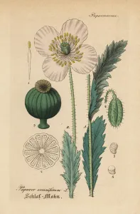 Drug Prints: Opium poppy, Papaver somniferum