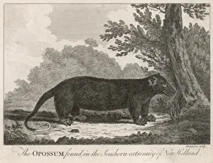 Opossum, 18th Century