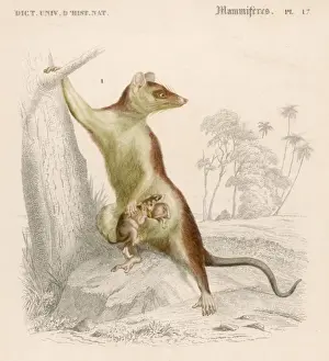 Pouch Prints: Opossum Didelphis 19C