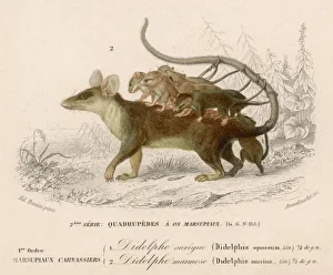 Wildlife Gallery: Opossum Mouse 19C