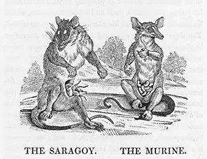 Opossums (Bewick)