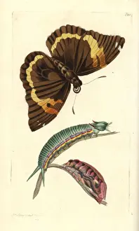 Papilio Prints: Opsiphanes cassiae butterfly