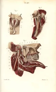 Leveille Prints: Opthalmic and maxillary nerves in the fifth cranial nerve