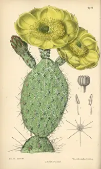 Matilda Prints: Opuntia polyacantha, yellow cactus native to the USA