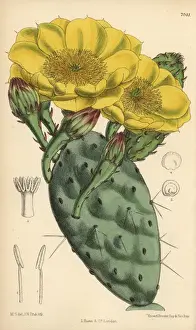 Opuntia Prints: Opuntia rafinesquii, cactus with large yellow