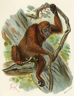 Apes Prints: ORANG-UTAN
