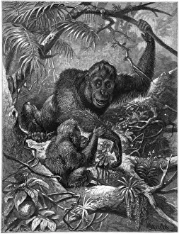 Pongo Prints: Orang-Utan - 3
