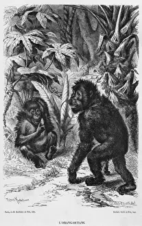 ORANG-UTAN