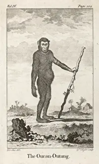 Orang-Utan (C18)