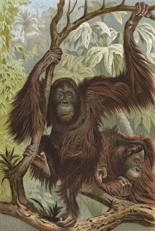 Apes Prints: Orang-Utan (Lydeker)