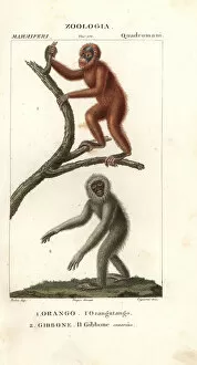 Pygmaeus Collection: Orang utan, Pongo pygmaeus (endangered)