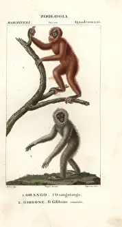 Hylobates Prints: Orang utan, Pongo pygmaeus (endangered)