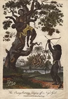An orang utan (Pongo pygmaeus) kidnapping a young girl