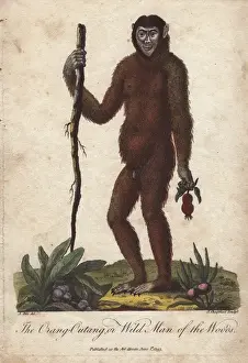Ebenezer Prints: The Orang Utan or Wild Man of the Woods (Pongo