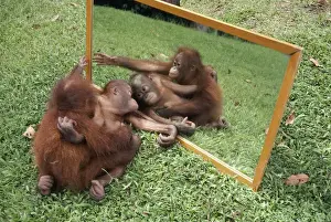 Intelligence Prints: ORANG-UTANS - adult and young looking at reflection