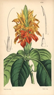 Aurantiaca Gallery: Orange aphelandra, Aphelandra aurantiaca