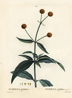 Arbustes Gallery: Orange-ball-tree or orange ball buddleja, Buddleja globosa