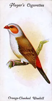 Cheek Prints: Orange-Cheeked Waxbill