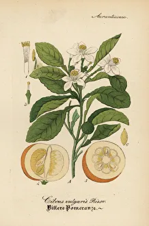 Citrus Collection: Orange, Citrus x aurantium. Orange, Citrus x aurantium